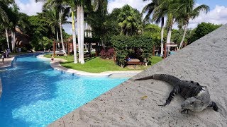 Mexico Riviera Maya Vacation Tour in 4K | Resort, Iguanas, Coati, Ocean, People, Food & Turtles!