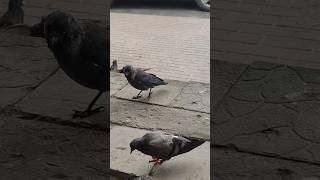 Засланный казачек косит под голубя 🤣🤣🤣 #trending #птицы #смех #funny #birds