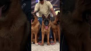 German Shepherd #shorts #short