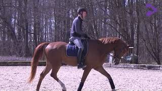 Strække unghesten frem og ned / Stretching the young horse