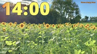 14 Minute Sunflower Field 🌻🌻 Timer Countdown ⏳