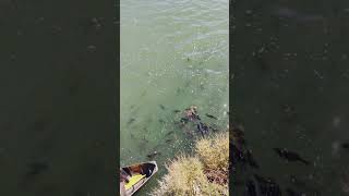 Fish feeding #shorts #fishingvideo #trending