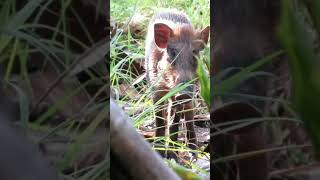 A wild boar is confused looking for food. #wildlife #forest #wildboar