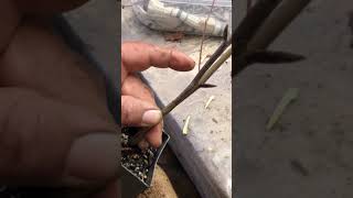 The Art of Grafting