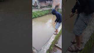 mancing bawal