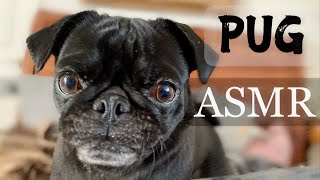 Pug ASMR - Heavy Breathing | Mouth Sounds | Movement | Playing with Crinkle Toy | Rustling |