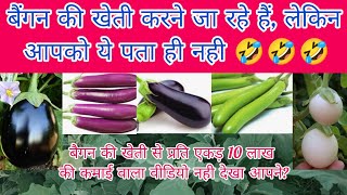 बैगन लगाने जा रहे हैं तो रुकिए!पहले जानले बैगन के बारे में कुछ खास बातें🤑🤑🤑 Brinjal farming in hindi