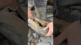 Splitting HUGE Beach Rocks For FOSSILS 🐊🔨😵🦑