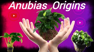 Name of anubias plant and its origins|Origins of Anubias