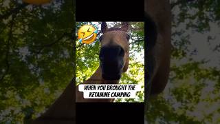 When you brought the ket camping with you 😅 #funny #memes