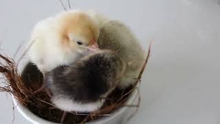 When is it Safe to Touch a Newborn Chick?