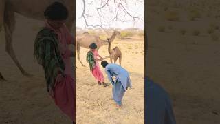 camel Baby crying #viral #camel #nature #viralvideos #shortvideos #animals #