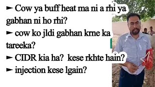 CIDR kia ha? گائے بھینس گبھن نہیں ہو رہی؟ علاج؟رگ گوشت اور جلد میں انجکشن کیسے لگائیں ؟
