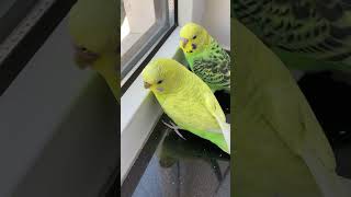 5 beautiful chirps :) #parrot #budgies #pets #shorts #chirping #chirpingbirds