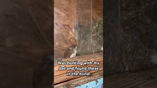 Mice in a blind during deer hunting #deerhunting #huntingseason