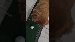 Carmen playing golf