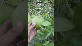 Pomelo #fruit #farming at pakistan #shorts #foryou#fruits