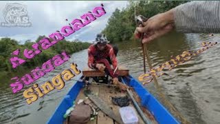 SAMBARAN IKAN KERANDANG SUNGAI SINGAT #bigsize #mancingtoman #sungaisingat