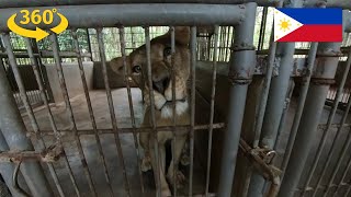 Lion Feeding VR Experience at Zoobic Safari - 360 Video