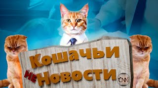 Кошачьи новости - Невероятные события "Смешные коты"