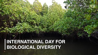 International Day for Biological Diversity 2024