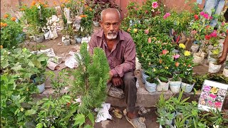 Morning View Of Galiff Street Plants Market | Most Popular Pet Market in India