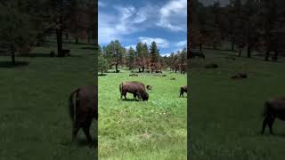 Buffalo in Custer State Park, South Dakota