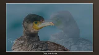 The great cormorant