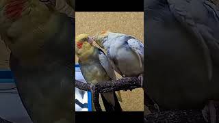 #CockatielLovers #CockatielLife #LoveCockatiel #FunnyCockatielShorts #Cockatiels