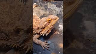 Adorable bearded dragon!