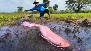 Wow big fish, a fisherman catch a lot of fish by hand