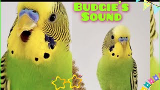 Budgie sound when calling other budgie | Parakeets  sounds for lonely birds