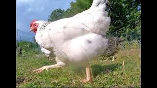 Light Sussex Chicken and Sparrow Hawks(German Sperber) in the Garden for Beginners. Relaxing Video