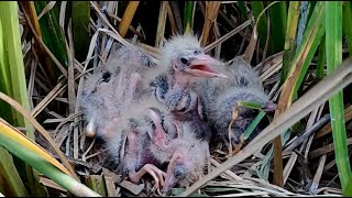 Due To Lack Of Food And Mosquito Blood Sucking, Baby Birds Are Underweight