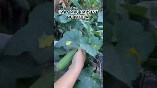 HARVESTING PATOLA ETO YUNG MABANGONG PATOLA #patola #gulay #harvesting #gardening #short #viralshort