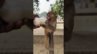 Dudhu piyenge hum to 🍼🍼🍼🐵🐵🐵#monkeyvideo #bandar #monkey 0674