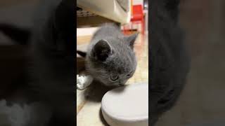 Cute baby cats #youtubeshorts #cats #pets #petlover #shorts #tiktok