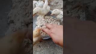 house poultry farm