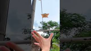 His face at the end 🥺 🥰This palm-size sugar glider is native to the forests of Indonesia