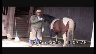 Here's the skinny on handling a horses hind legs