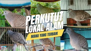 PERKUTUT LOKAL MANA YANG TERBAIK