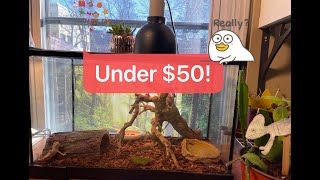 HOW TO SETUP A BEARDED DRAGON TANK FOR $50 #adventurous #lizard #pets