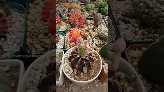 comparte #gardeningplants #plantas #houseplants #succulents #cactus #cactusworld