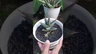 Pinguicula Gendong Anak