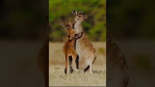 #animallove #popular Short's #tranding #love  #motherslove