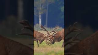 Elks Fighting 🫎🫎 #wildlife #wildanimals #youtubeshorts #elksfighting