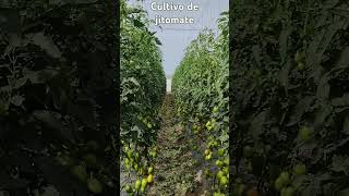 jitomate#campo #campomexicano #agriculture #agro #agronomia #jitomate #music