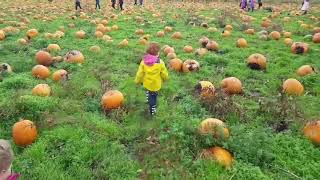 Pick your own Pumpkin near Leyland