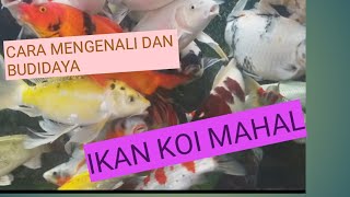 @CARA MENGENALI IKAN KOI MAHAL DAN CARA BUDIDAYANYA#langitfarm#cara