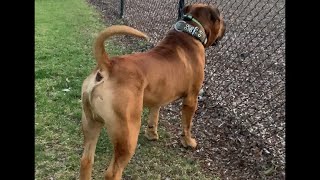 Big Boerboel making Friends #boerboel #doglover #shortvideo